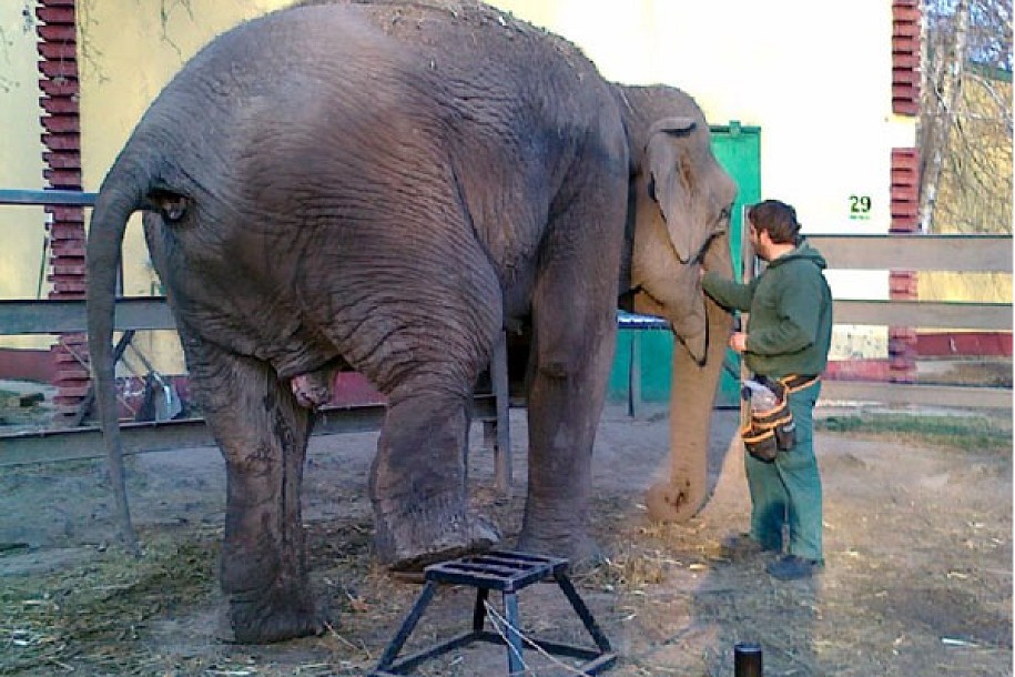 ZOO: Vredna slonica Marta