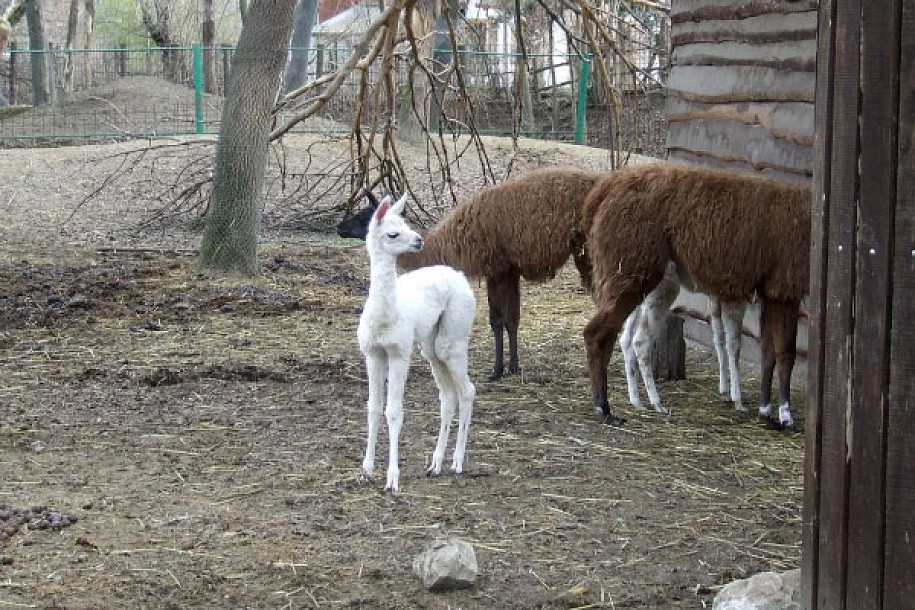 Bela lama novi stanovnik Zološkog vrta