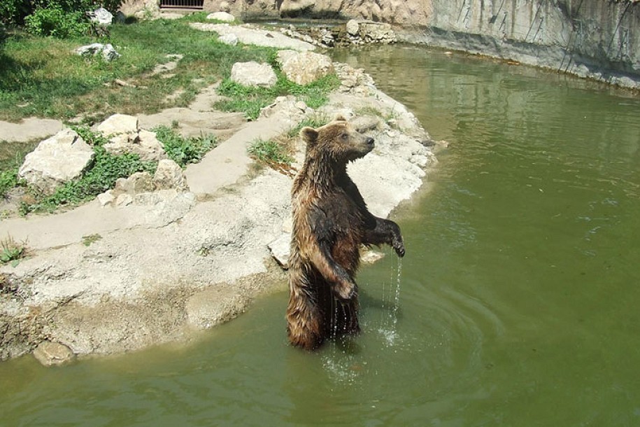 Rashlađivanje u Zoo vrtu
