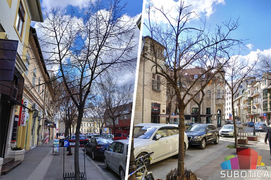 Počinje zamena postojećih stabala u Nušićevoj ulici