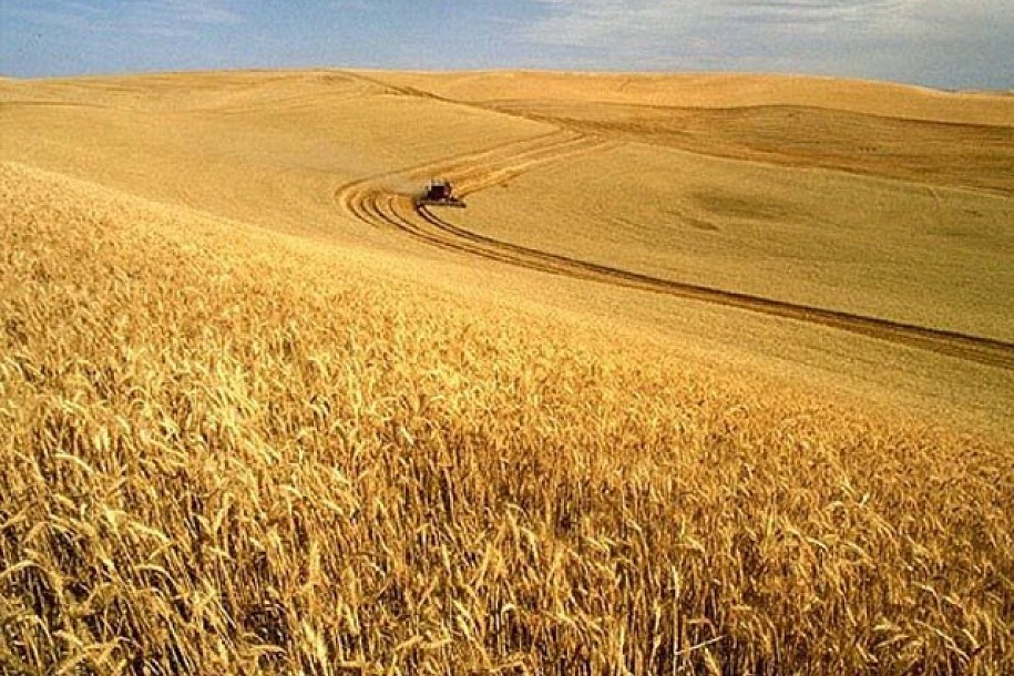 U Subotici manje površina pod pšenicom nego lani