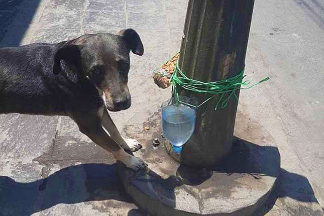 Kako zaštititi ljubimce od tropskih vrućina?