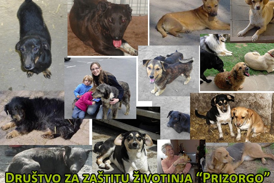 Usvojite psa iz azila "Prizorgo" iz Bačke Topole