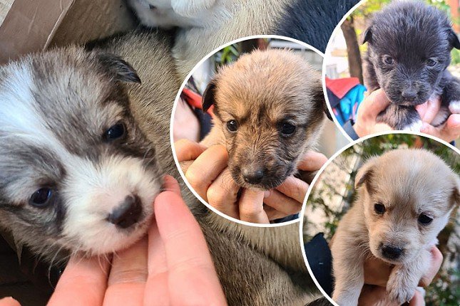 Stanari zgrade na Radijalcu spasili tek oštenjene kučiće