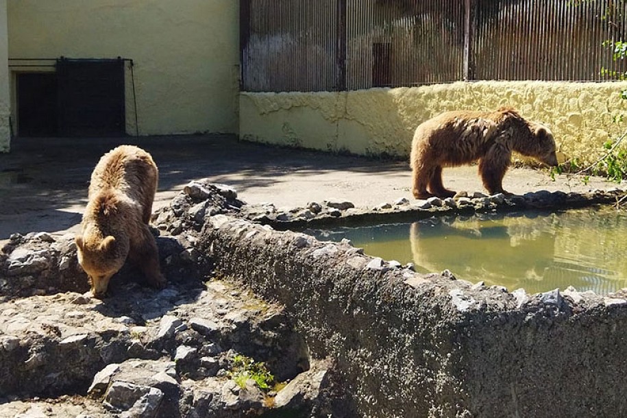Zaplenjene medvedice Mara i Stana utočište pronašle u našem Zoo vrtu