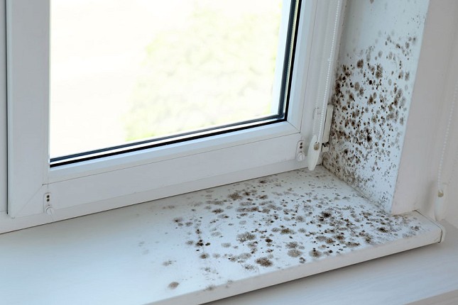 Buđ, vlaga i kondenz – skriveni neprijatelji doma i kako ih zauvek ukloniti