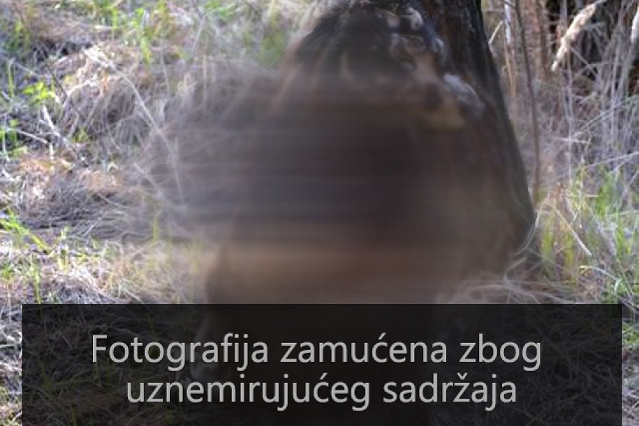 Pronađen mučeni pas u fazi raspadanja