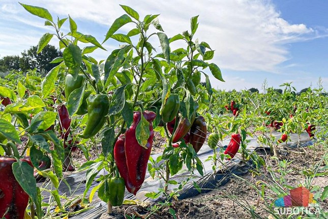 Počela berba "ajvaruša" u Tavankutu - paprika sa peska kvalitetna, ali je rod slabiji