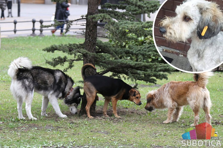 Psi sa narandžastom markicom bezbedni po ljude i okolinu