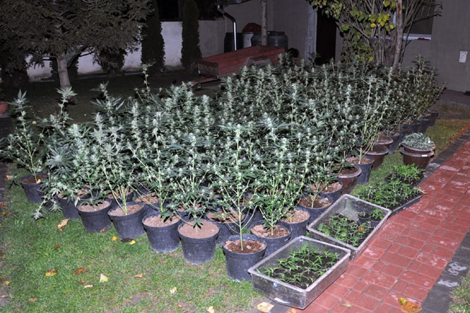 Uhapšen zbog proizvodnje i distribucije marihuane