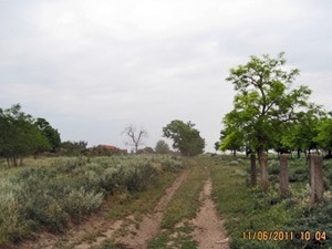 Ni I od Ipsilon kraka