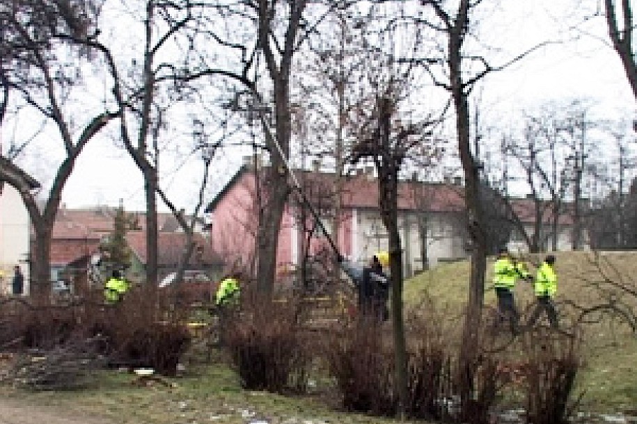 Počela sanitarna seča stabala i šiblja