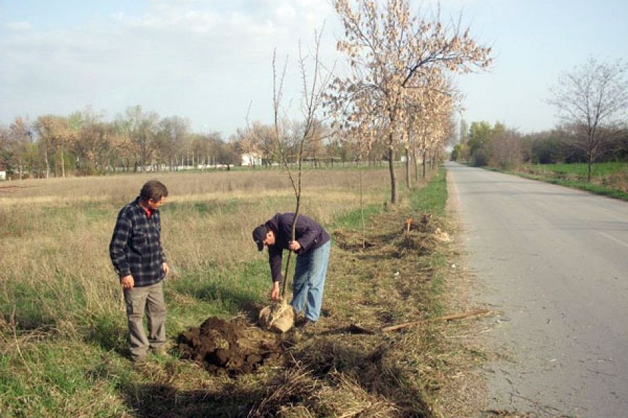 Ozelenjavanje Palića