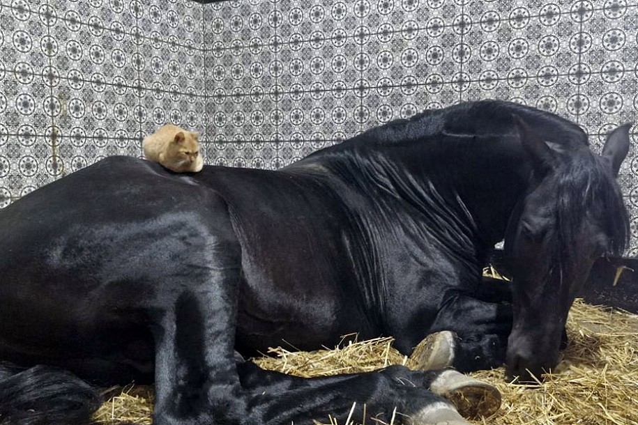 Priča o prijateljstvu Espanje i Cicka koja raznežuje i najtvrđa srca
