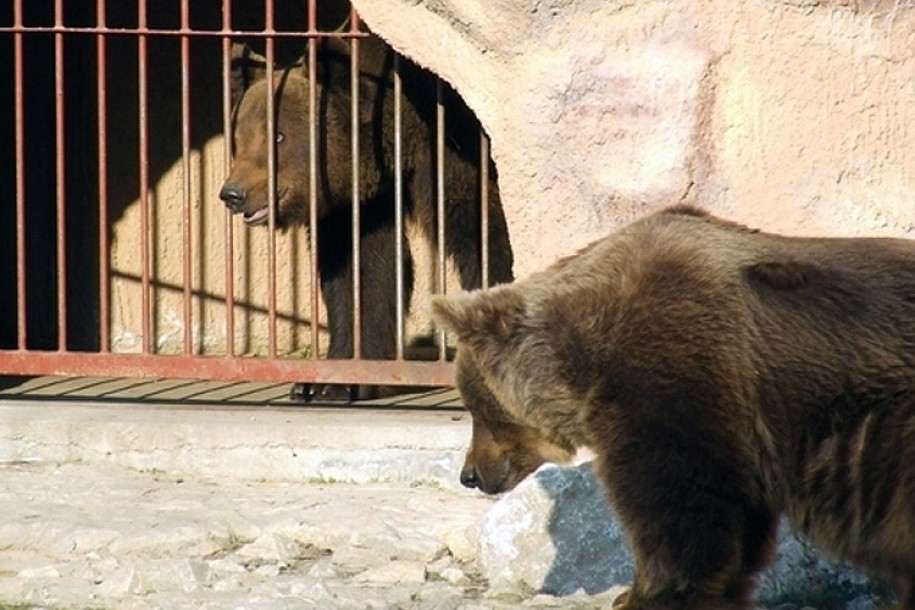 Novi stanovnik ZOO vrta