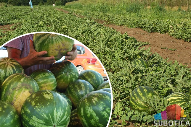 Njiva puna bostana - lubenice iz Tavankuta slađe i od đurđevačkih