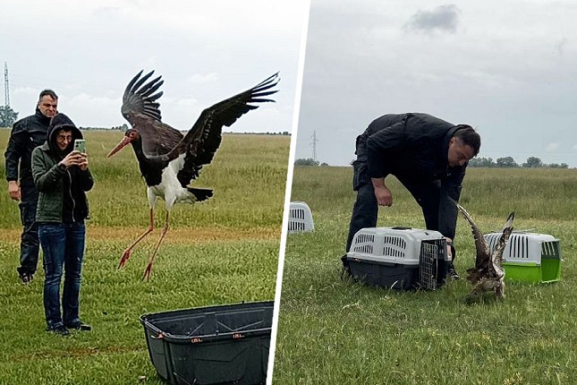 Sačuvane i izlečene: Strogo zaštićene vrste ptica vraćene u prirodu