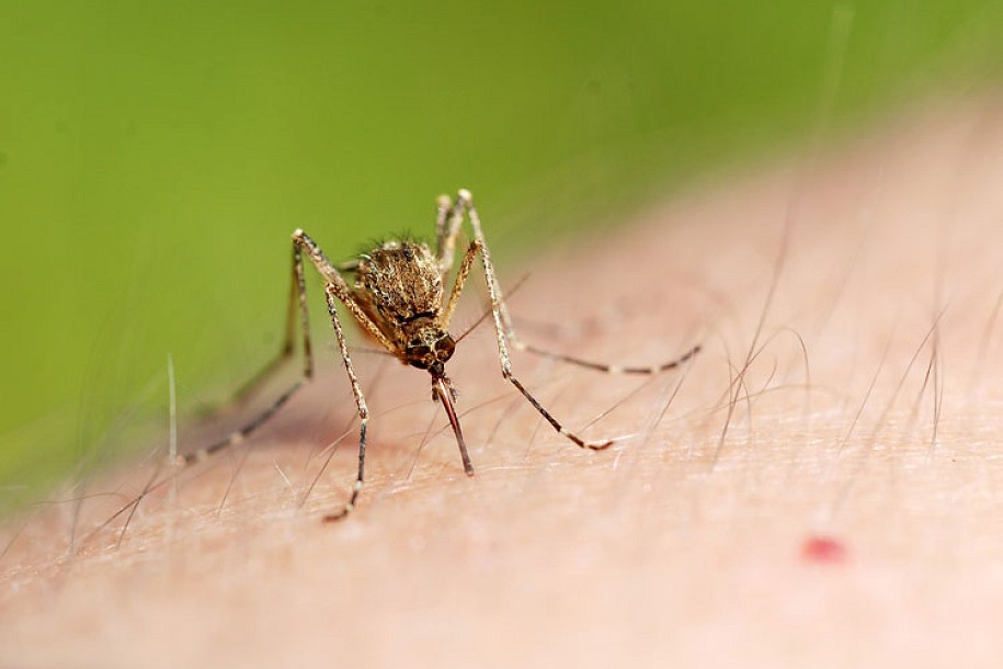 Groznica Zapadnog Nila ponovo u Srbiji, u Subotici za sada nema obolelih
