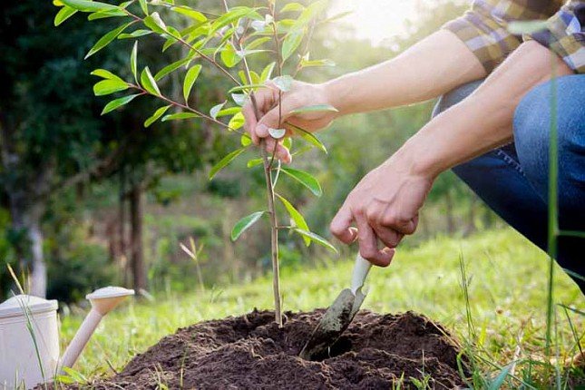 Podela sadnica belog jasena u petak kod nove fontane