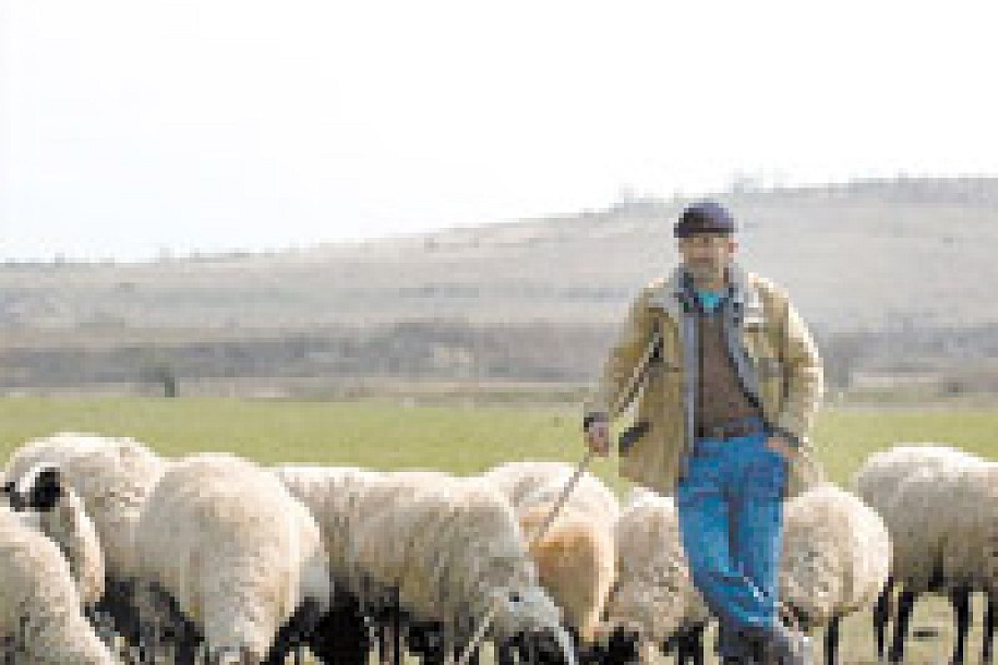 Problemi sa čobanskom najezdom