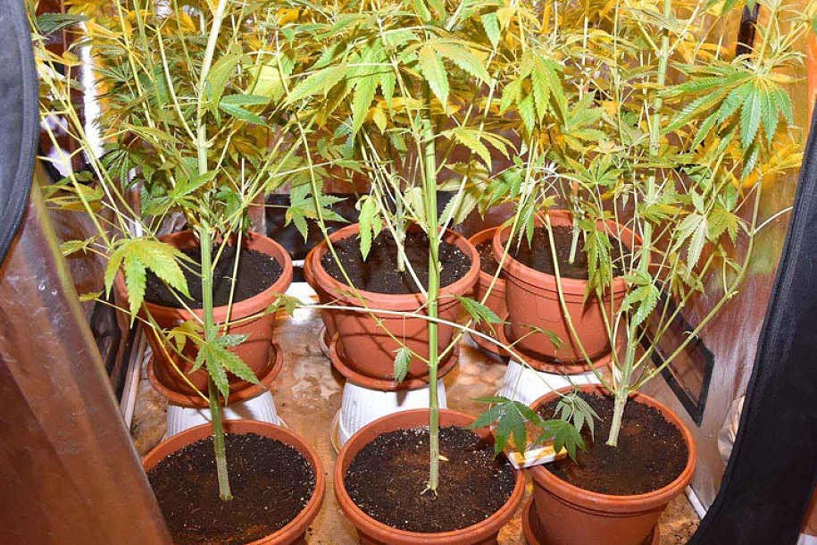 Otkrivena laboratorija za uzgoj marihuane, troje uhapšenih