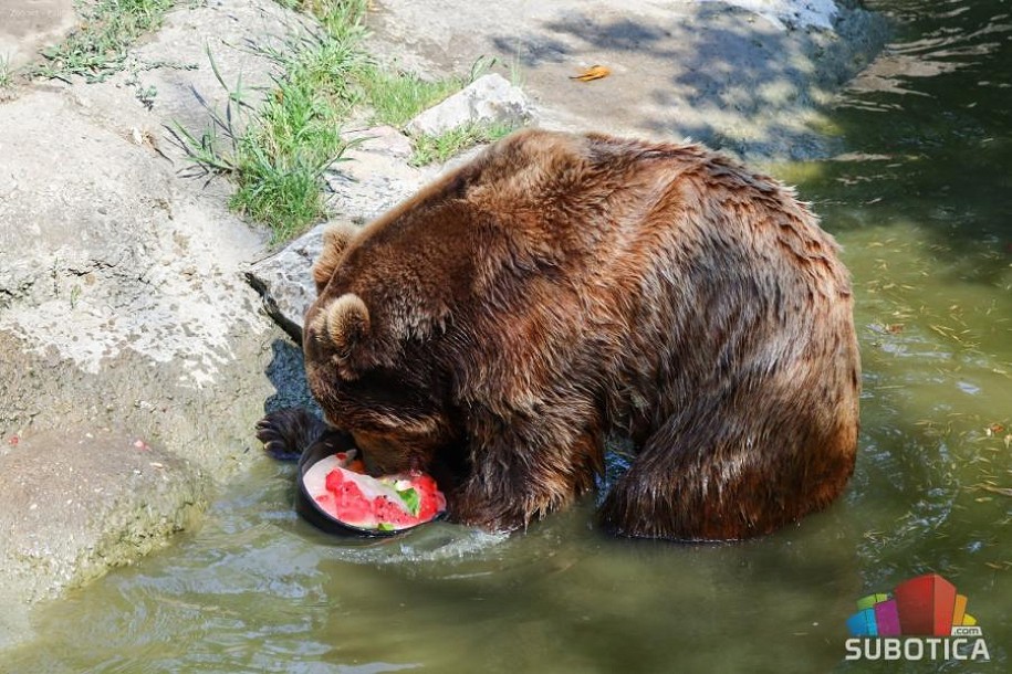 I životinjama u zoo-vrtu treba osveženje