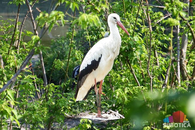 Zoo-vrt Palić - prirodno stanište brojnih zaštićenih vrsta