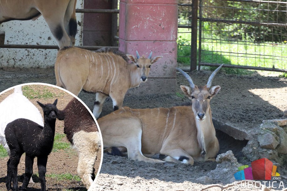Novi stanovnici Zoo vrta