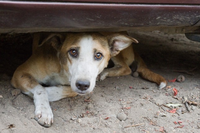 Otvoreno pismo gradonačelniku Subotice na temu rešavanje problema napuštenih pasa