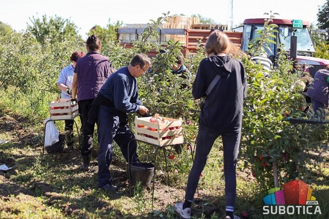Počela berba jabuka, mali proizvođači u nezavidnom položaju