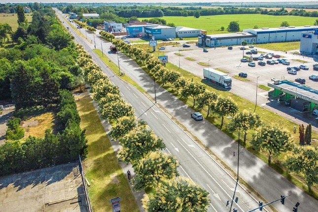 Velika akcija sadnje drvoreda u subotu na Palićkom putu