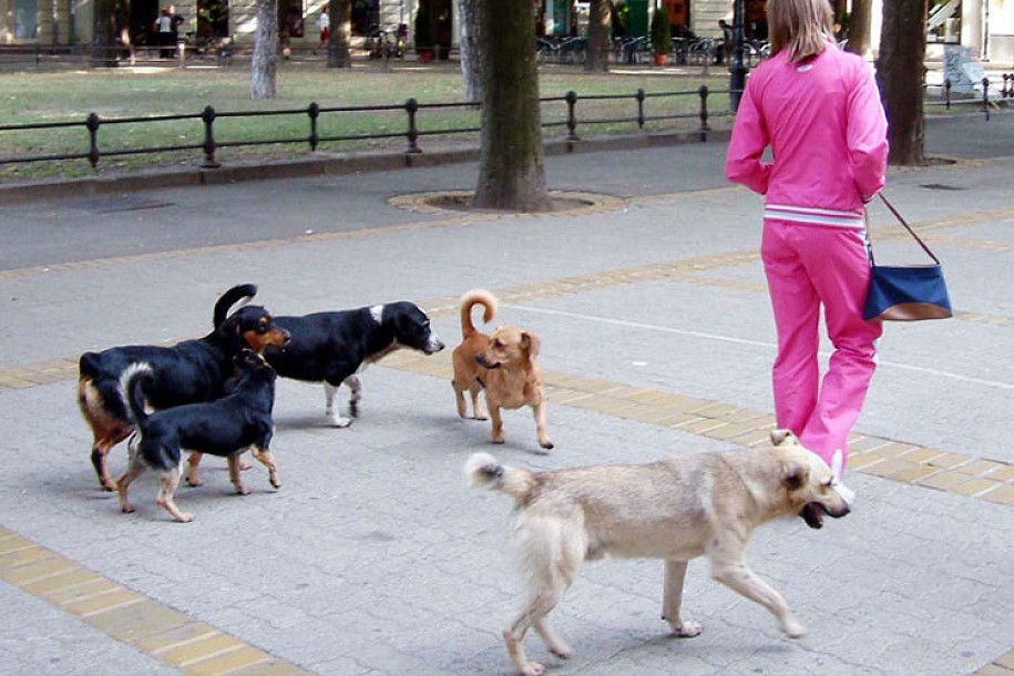 Pet ujeda pasa za tri dana