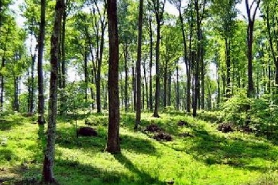 Projekat za podizanje vetrozaštitnih pojaseva