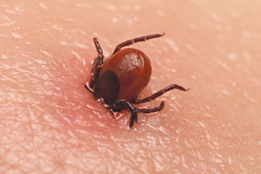 Protiv krpelja najvažnija prevencija