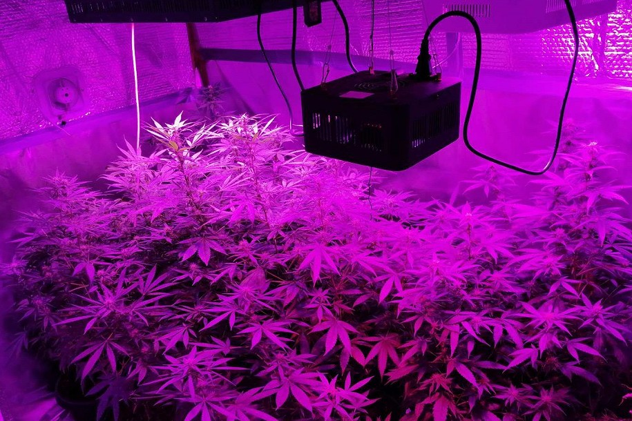 Otkrivena laboratorija marihuane na periferiji grada, uhapšen 31-godišnjak