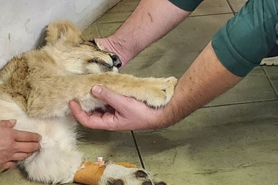Lavica Kiki nije uspela da se oporavi, sinoć je uginula
