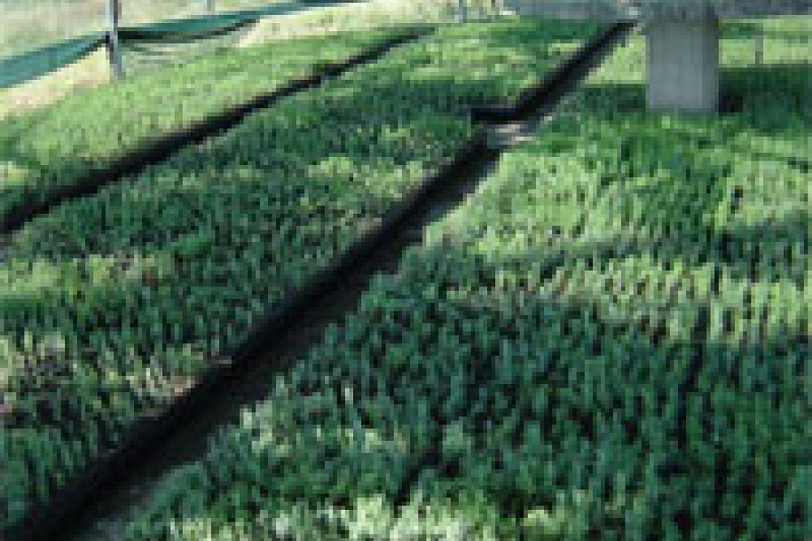 Rasprodaja sadnica u Rasadniku