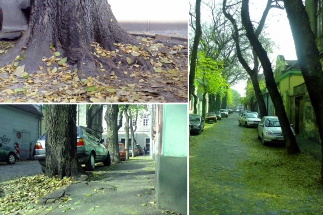 Pronađeno rešenje za stabla u Ulici Age Mamužića