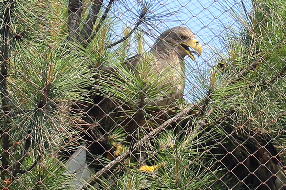 Ptice iz Prihvatilišta Zoo-vrta na Paliću prstenovane i puštene na slobodu