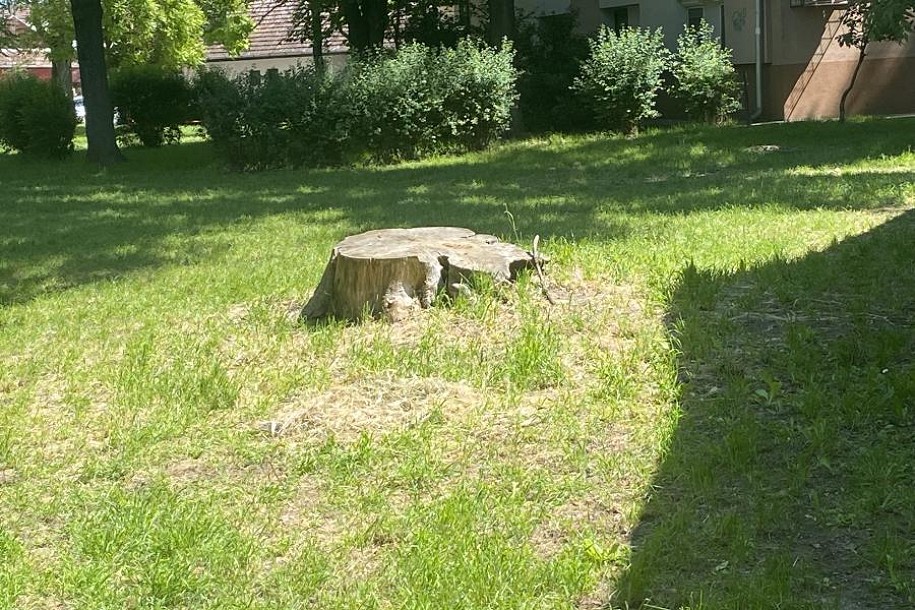 Građane uznemirila pojava insekta nalik stršljenu, nadležni poručuju da nema mesta panici