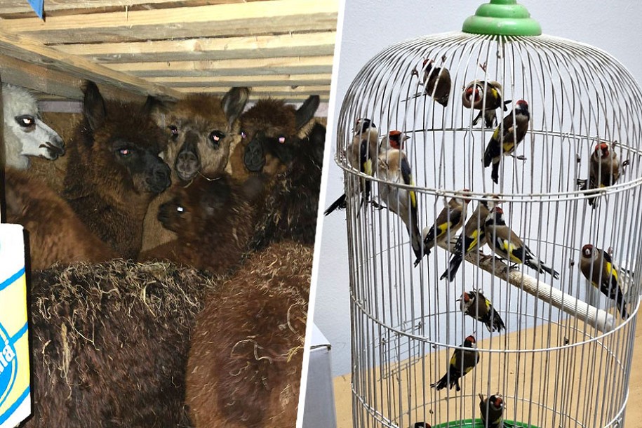 Sprečeno krijumčarenje ptica pevačica i lama