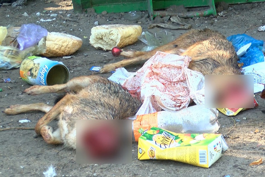 Još jedan slučaj brutalnog zlostavljanja životinja
