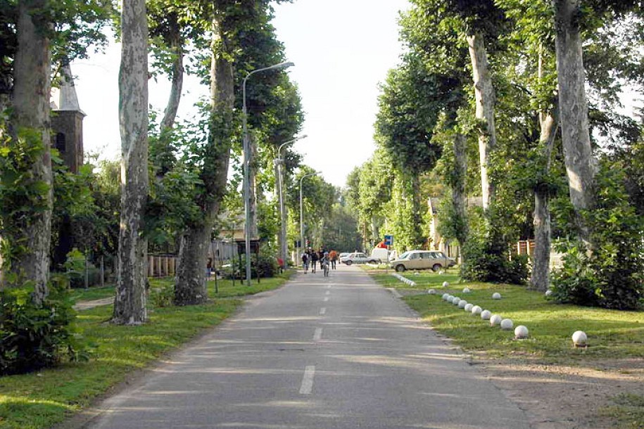 Radna akcija penzionera na Paliću