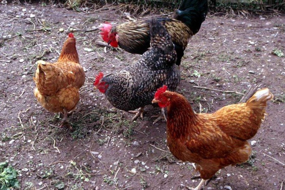 Držanje domaćih životinja u Subotici i Paliću