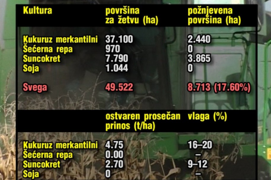 Kiša usporila berbu kukuruza i suncokreta