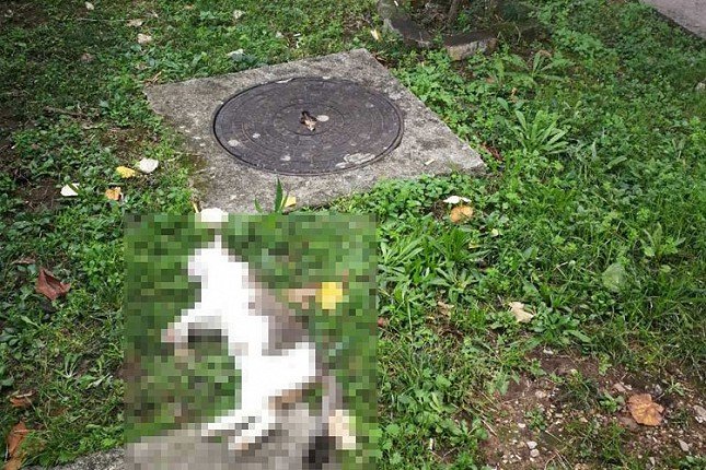 Niz prijava o trovanju životinja u Željezničkom naselju