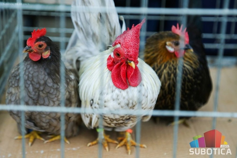 Modnom revijom kućnih ljubimaca OŠ "Kizur Ištvan" obeležila Dan škole