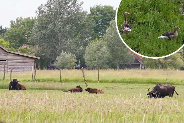 Podolska goveda, bivoli i koze vraćaju degradirana staništa u probitno stanje
