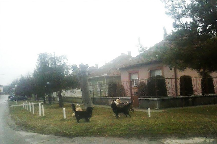Prijave zbog ujeda pasa lutalica