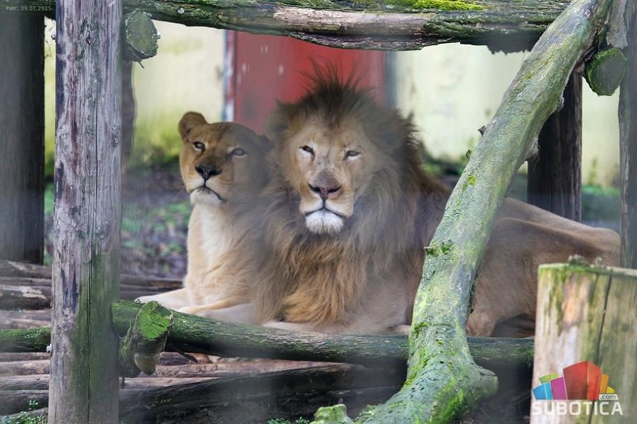 Zoološki vrt tokom prošle godine zabeležio više od 168 hiljada poseta